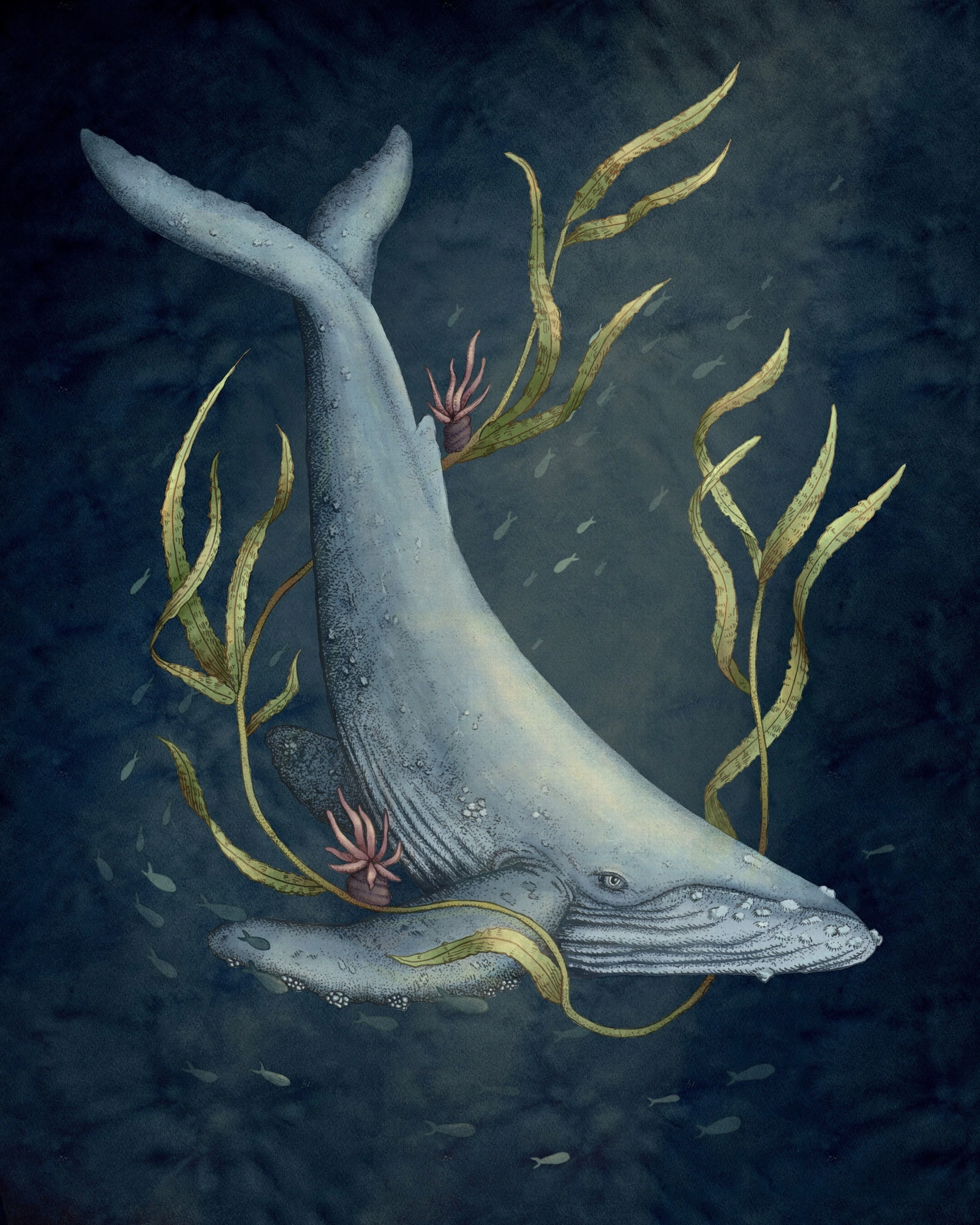 A colour illustration of a humpback whale surrounded by kelp and small fish