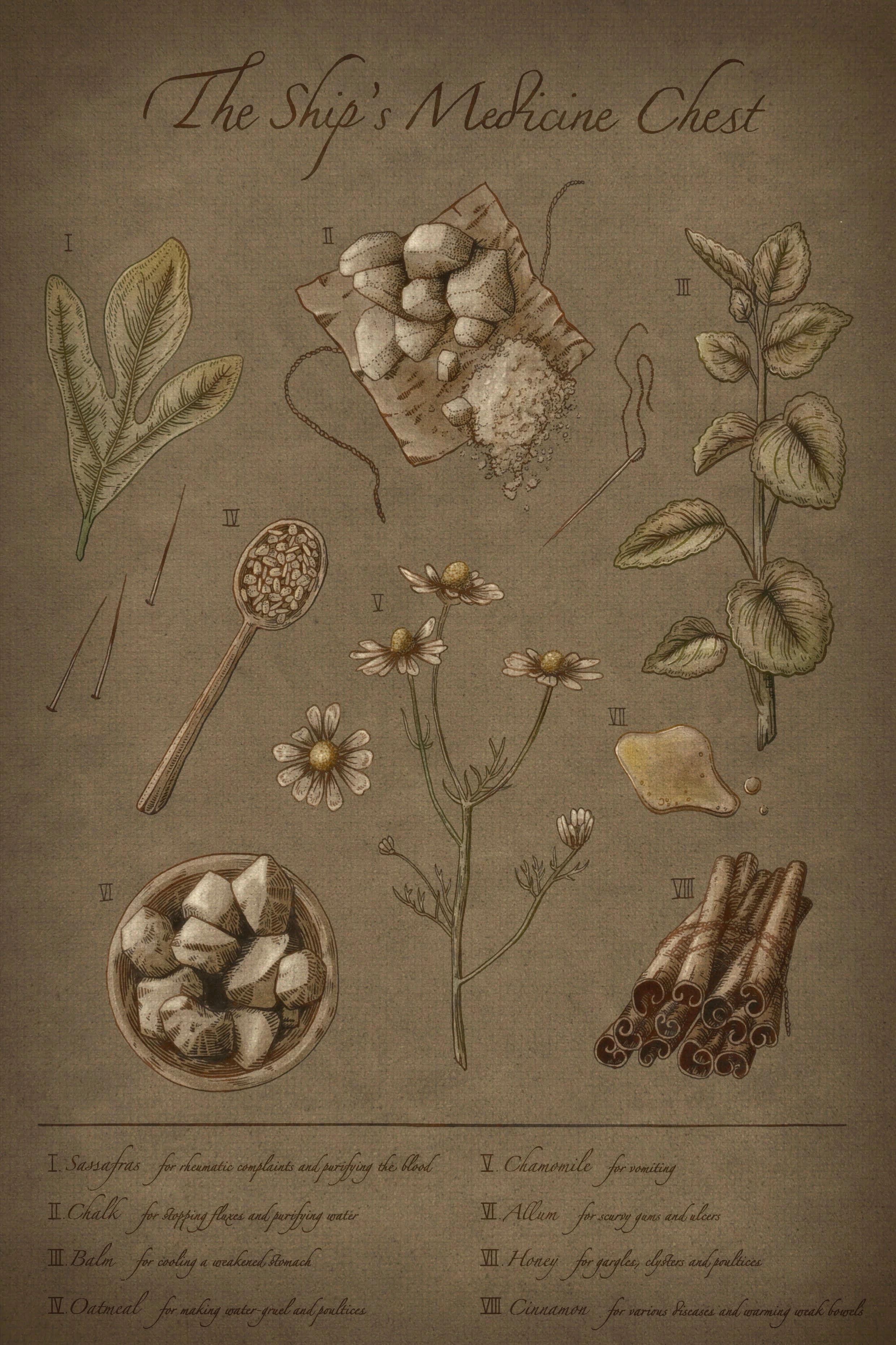 A colour illustration of the contents of a ship's medicine chest, including sassafras, chamomile and cinnamon