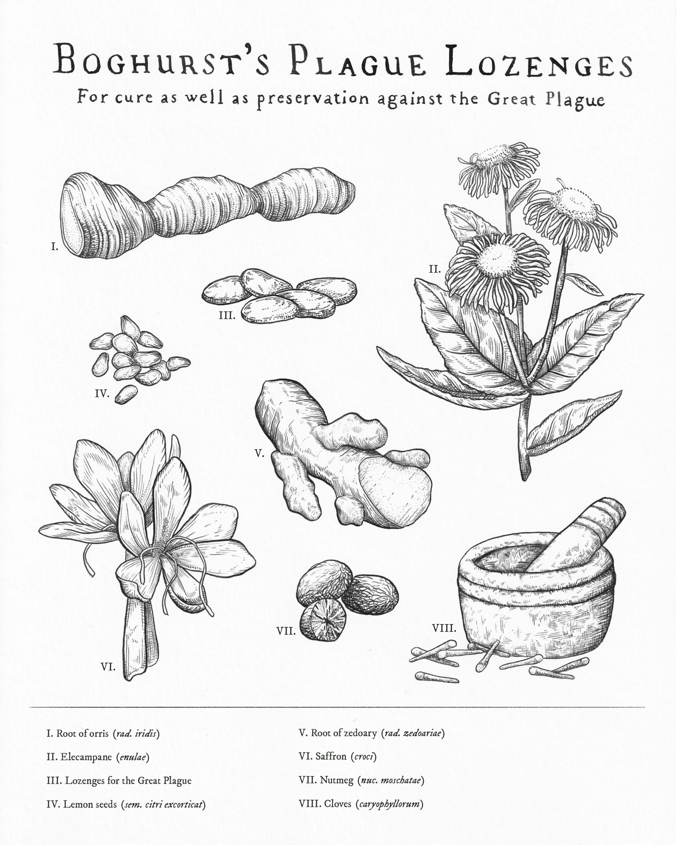 Vintage scientific plate illustration of the ingredients used in William Boghurts's Plague Lozenges