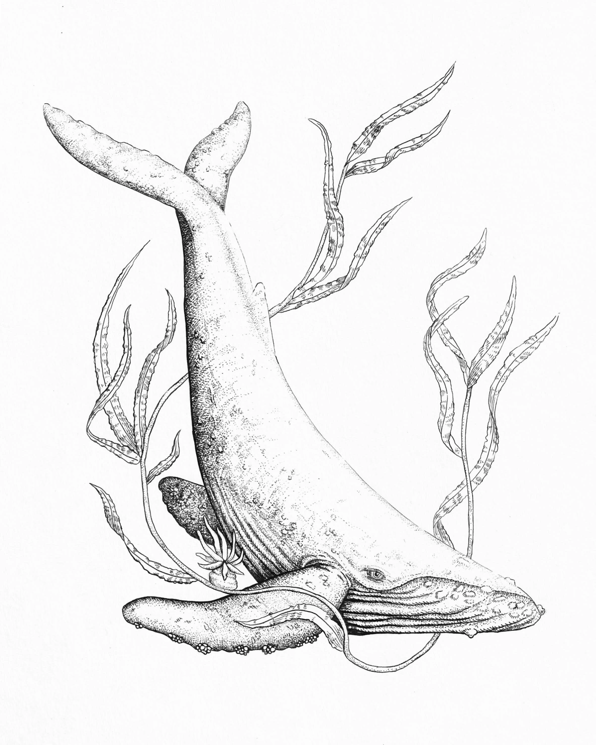 A black and white ink illustration of a humpback whale surrounded by kelp and small fish